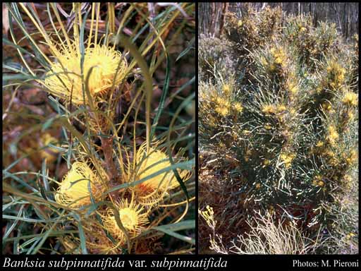 Photograph of Banksia subpinnatifida (C.A.Gardner) A.R.Mast & K.R.Thiele var. subpinnatifida