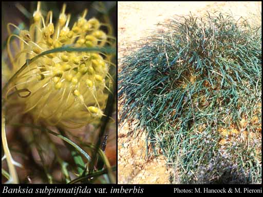 Photograph of Banksia subpinnatifida var. imberbis (A.S.George) A.R.Mast & K.R.Thiele