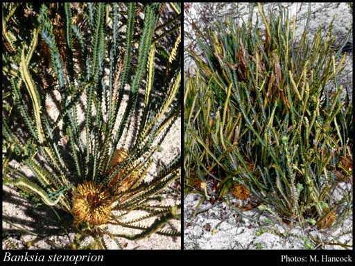 Photograph of Banksia stenoprion (Meisn.) A.R.Mast & K.R.Thiele
