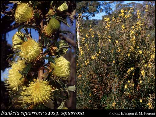 Photograph of Banksia squarrosa (R.Br.) A.R.Mast & K.R.Thiele subsp. squarrosa