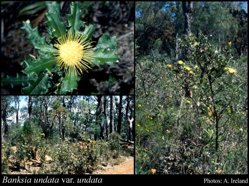 Photograph of Banksia undata A.R.Mast & K.R.Thiele var. undata
