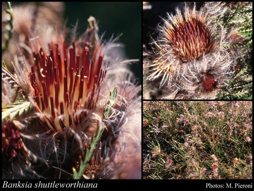 Photograph of Banksia shuttleworthiana (Meisn.) A.R.Mast & K.R.Thiele