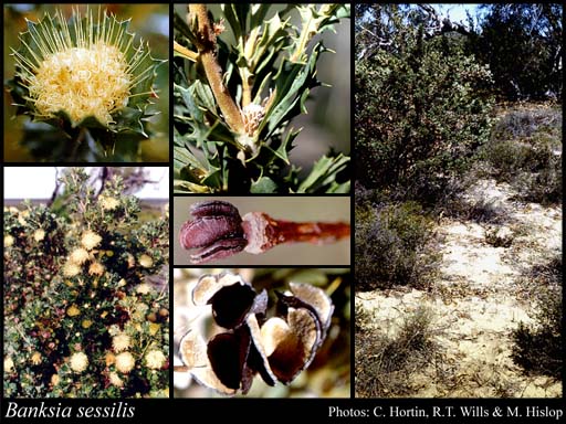 Photograph of Banksia sessilis (Knight) A.R.Mast & K.R.Thiele