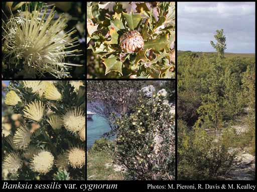 Photograph of Banksia sessilis var. cygnorum (Gand.) A.R.Mast & K.R.Thiele