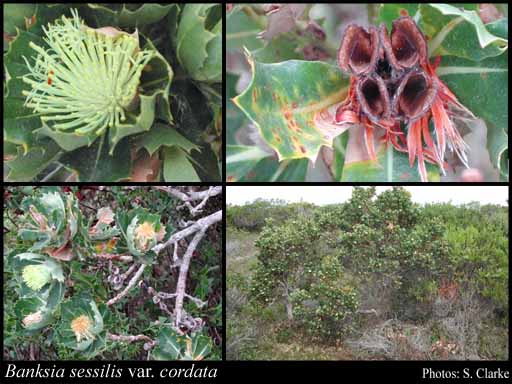 Photograph of Banksia sessilis var. cordata (Meisn.) A.R.Mast & K.R.Thiele