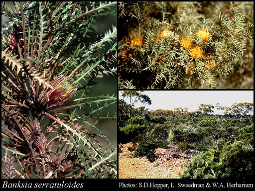 Photograph of Banksia serratuloides (Meisn.) A.R.Mast & K.R.Thiele