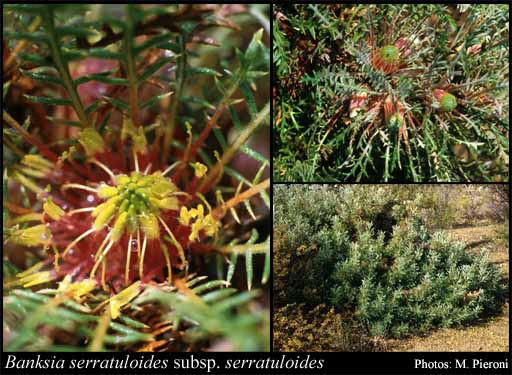 Photograph of Banksia serratuloides (Meisn.) A.R.Mast & K.R.Thiele subsp. serratuloides