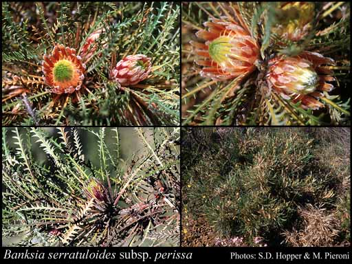 Photograph of Banksia serratuloides subsp. perissa (A.S.George) A.R.Mast & K.R.Thiele