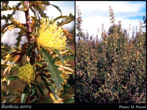Photograph of Banksia serra (R.Br.) A.R.Mast & K.R.Thiele