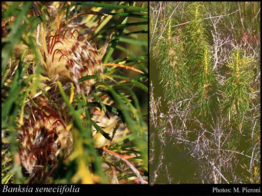 Photograph of Banksia seneciifolia (R.Br.) A.R.Mast & K.R.Thiele