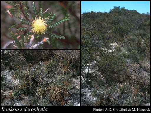 Photograph of Banksia sclerophylla (Meisn.) A.R.Mast & K.R.Thiele