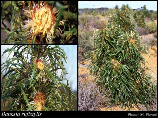 Photograph of Banksia rufistylis (A.S.George) A.R.Mast & K.R.Thiele