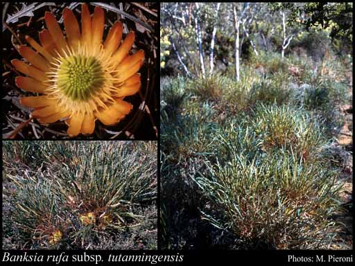 Photograph of Banksia rufa subsp. tutanningensis (A.S.George) A.R.Mast & K.R.Thiele