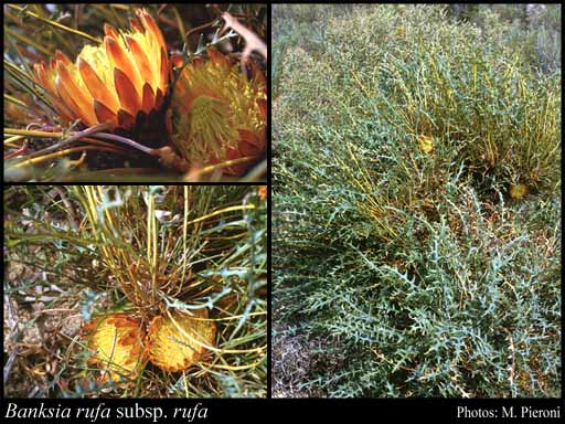Photograph of Banksia rufa A.R.Mast & K.R.Thiele subsp. rufa