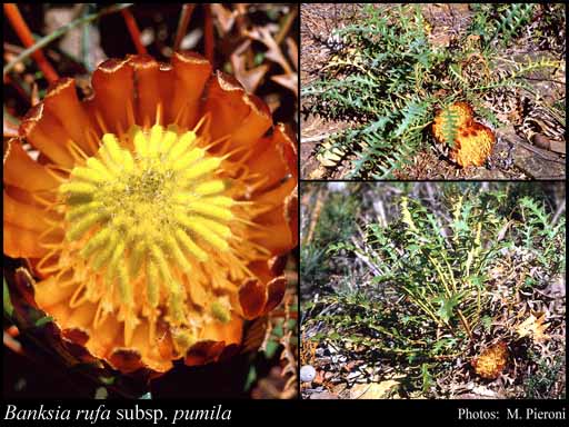 Photograph of Banksia rufa subsp. pumila (A.S.George) A.R.Mast & K.R.Thiele