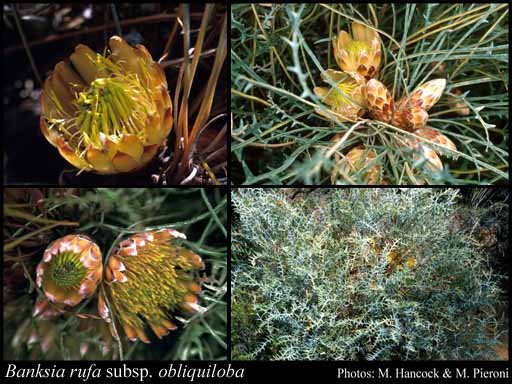 Photograph of Banksia rufa subsp. obliquiloba (A.S.George) A.R.Mast & K.R.Thiele