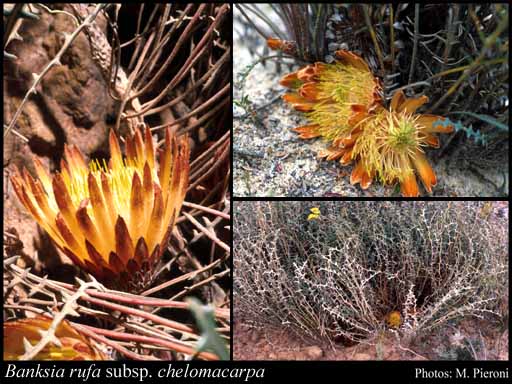 Photograph of Banksia rufa subsp. chelomacarpa (A.S.George) A.R.Mast & K.R.Thiele