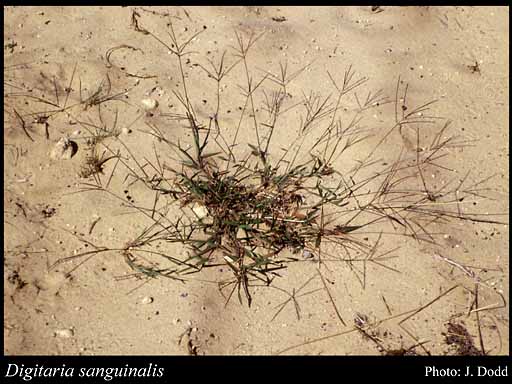 Photograph of Digitaria sanguinalis (L.) Scop.
