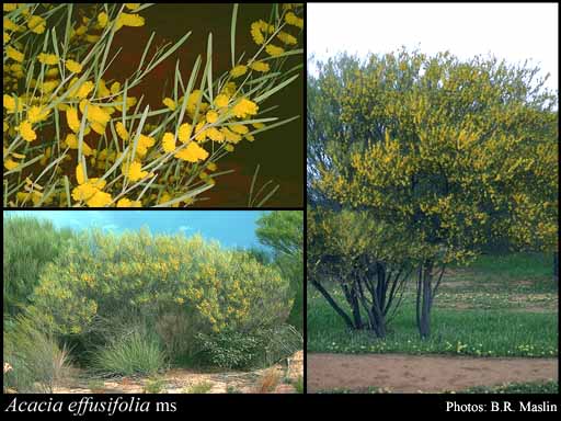 Photograph of Acacia effusifolia Maslin & Buscumb