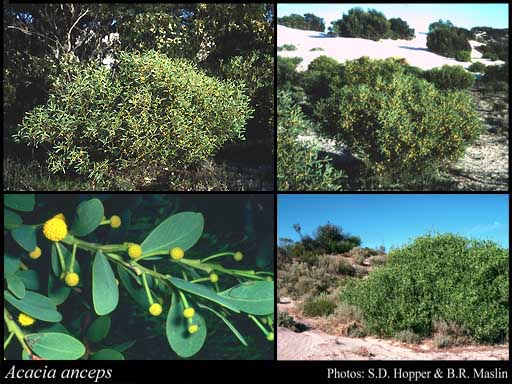 Photograph of Acacia anceps DC.