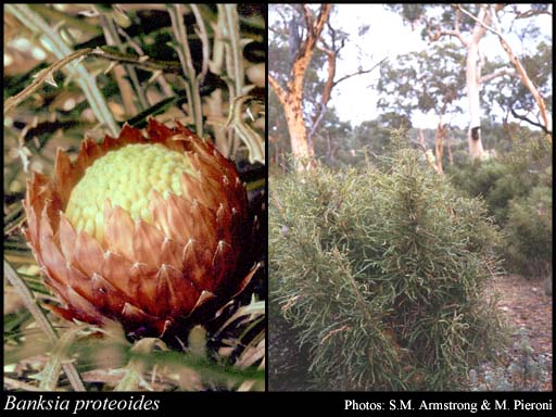 Photograph of Banksia proteoides (Lindl.) A.R.Mast & K.R.Thiele