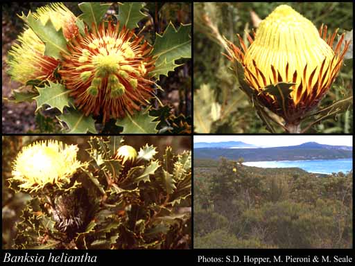 Photograph of Banksia heliantha A.R.Mast & K.R.Thiele