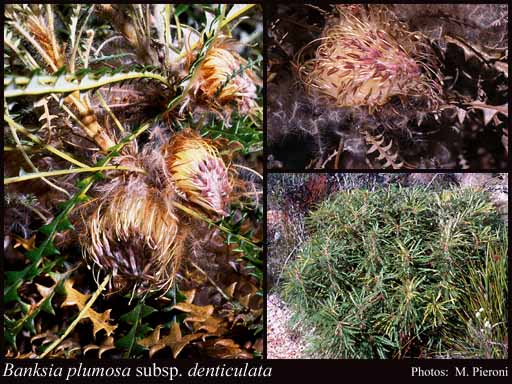 Photograph of Banksia plumosa subsp. denticulata (A.S.George) A.R.Mast & K.R.Thiele