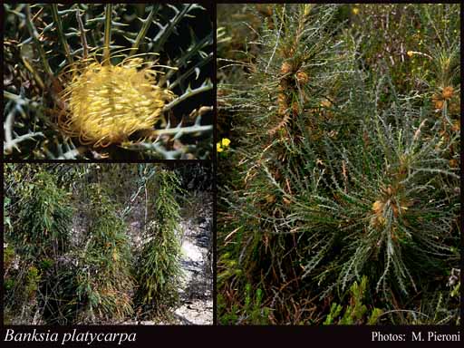 Photograph of Banksia platycarpa (A.S.George) A.R.Mast & K.R.Thiele