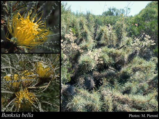 Photograph of Banksia bella A.R.Mast & K.R.Thiele