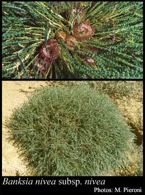 Photograph of Banksia nivea Labill. subsp. nivea