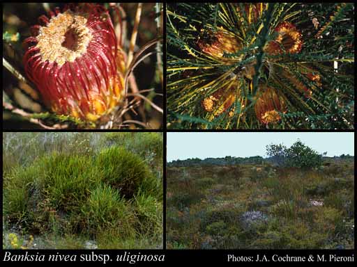 Photograph of Banksia nivea subsp. uliginosa (A.S.George) A.R.Mast & K.R.Thiele