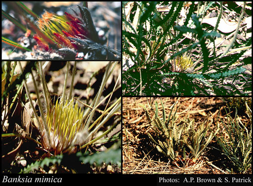 Photograph of Banksia mimica (A.S.George) A.R.Mast & K.R.Thiele