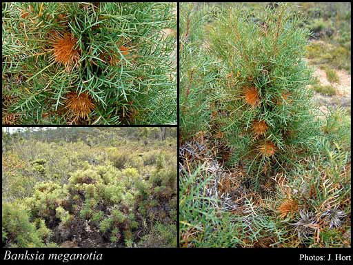 Photograph of Banksia meganotia (A.S.George) A.R.Mast & K.R.Thiele