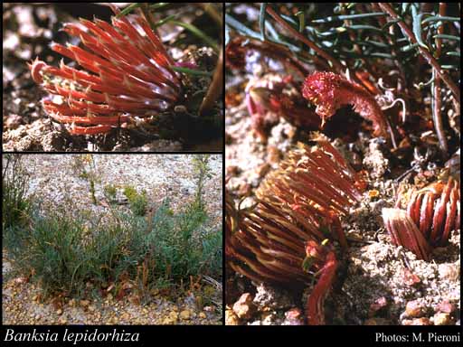 Photograph of Banksia lepidorhiza (A.S.George) A.R.Mast & K.R.Thiele