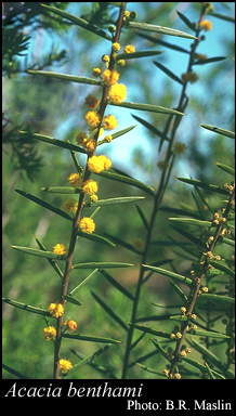 Photograph of Acacia benthamii Meisn.