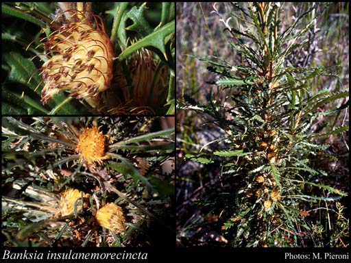 Photograph of Banksia insulanemorecincta (A.S.George) A.R.Mast & K.R.Thiele