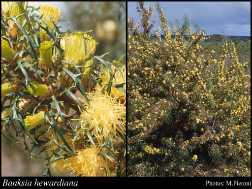 Photograph of Banksia hewardiana (Meisn.) A.R.Mast & K.R.Thiele