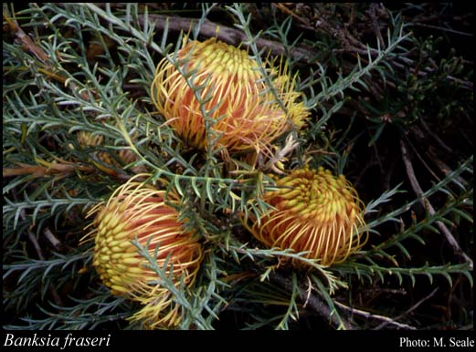 Photograph of Banksia fraseri (R.Br.) A.R.Mast & K.R.Thiele