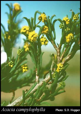 Photograph of Acacia campylophylla Benth.