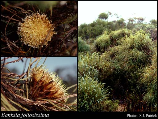 Photograph of Banksia foliosissima (C.A.Gardner) A.R.Mast & K.R.Thiele