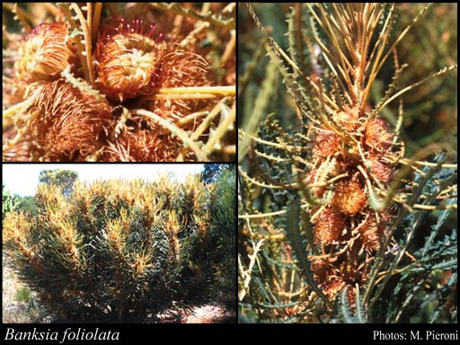 Photograph of Banksia foliolata (R.Br.) A.R.Mast & K.R.Thiele