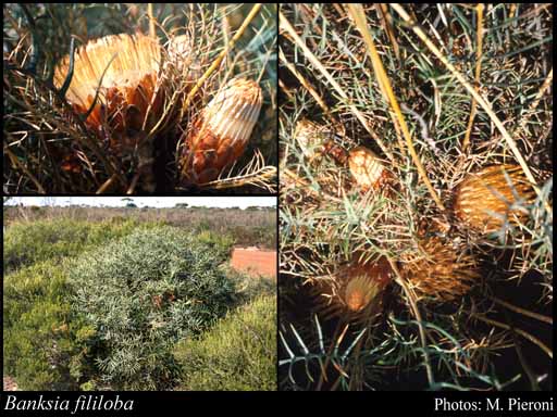 Photograph of Banksia fililoba (A.S.George) A.R.Mast & K.R.Thiele