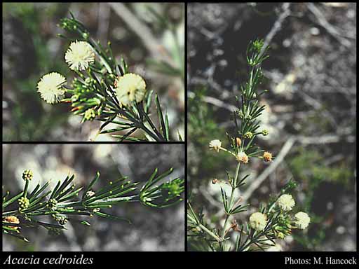 Photograph of Acacia cedroides Benth.