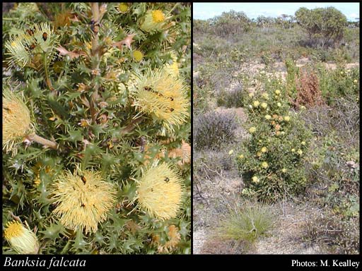 Photograph of Banksia falcata (R.Br.) A.R.Mast & K.R.Thiele