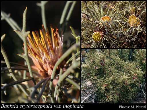 Photograph of Banksia erythrocephala var. inopinata (A.S.George) A.R.Mast & K.R.Thiele
