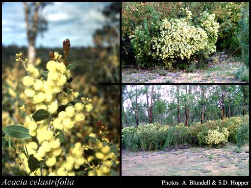 Photograph of Acacia celastrifolia Benth.