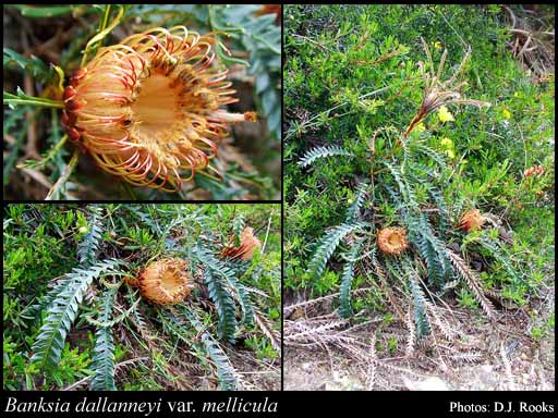 Photograph of Banksia dallanneyi (A.S.George) A.R.Mast & K.R.Thiele subsp. dallanneyi var. mellicula