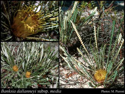 Photograph of Banksia dallanneyi subsp. media (A.S.George) A.R.Mast & K.R.Thiele