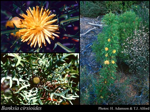 Photograph of Banksia cirsioides (Meisn.) A.R.Mast & K.R.Thiele