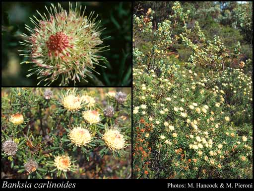 Photograph of Banksia carlinoides (Meisn.) A.R.Mast & K.R.Thiele